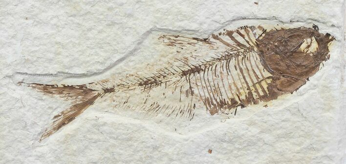 Bargain, Diplomystus Fossil Fish - Wyoming #67926